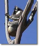 OZe Wildlife - Tourism Noosa 2