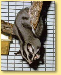 OZe Wildlife - Tourism Noosa 3