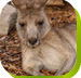 Calmsley Hill City Farm - Tourism Noosa