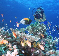 Drop Zone Dive Site - Tourism Noosa
