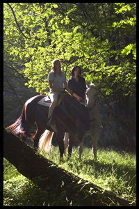 Glenworth Valley Horseriding - Tourism Noosa 2