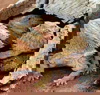 Alice Springs Reptile Centre - Tourism Noosa