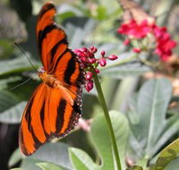 Butterfly Farm - Tourism Noosa