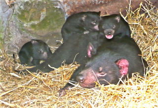 Falmouth TAS Tourism Noosa