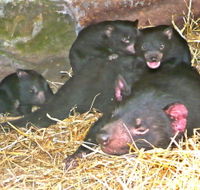 East Coast Natureworld - Tourism Noosa