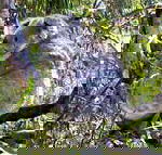 Koala Conservation Centre - Tourism Noosa