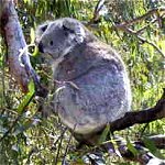 Koala Conservation Centre - Tourism Noosa 0