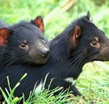 Great Oak Holdings Pty Ltd - Tourism Noosa