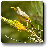 Uluru - Kata Tjuta National Park - Tourism Noosa 1