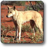 Uluru - Kata Tjuta National Park - Tourism Noosa 3