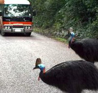 Kookaburra Tours - Tourism Noosa