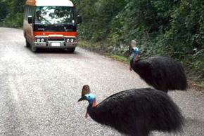 Kookaburra Tours - Tourism Noosa 0