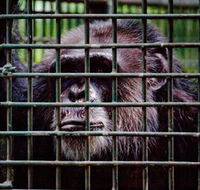 Rockhampton Zoo - Tourism Noosa