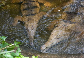 Rockhampton Zoo - Tourism Noosa 1