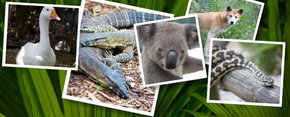 Rockhampton Zoo - Tourism Noosa 2