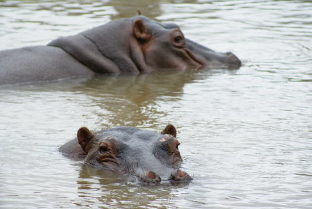 Cairns Wildlife Safari Reserve - Tourism Noosa 2