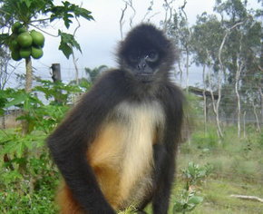 Cairns Wildlife Safari Reserve - Tourism Noosa 3