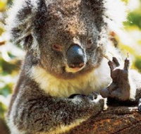 Gorge Wildlife Park - Tourism Noosa