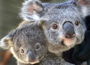 Symbio Wildlife Gardens - Tourism Noosa 1