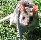 Urimbirra Wildlife Park - Tourism Noosa