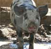 Wagga Wagga Zoo - Tourism Noosa