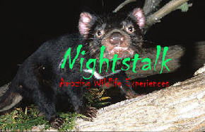 Something Wild - Tourism Noosa 1