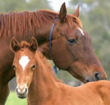 Blue Gum Farm - Tourism Noosa