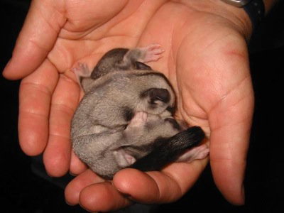 Cool Companions - Tourism Noosa 0