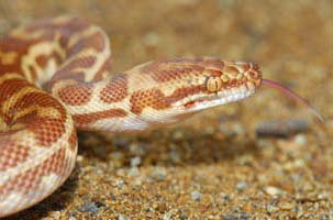 Cool Companions - Tourism Noosa 1