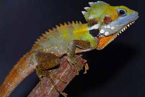 Cool Companions - Tourism Noosa 2