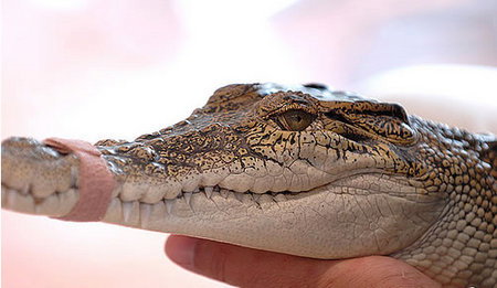 Cool Companions - Tourism Noosa 3