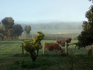Lion Mill Vineyards - Tourism Noosa 2