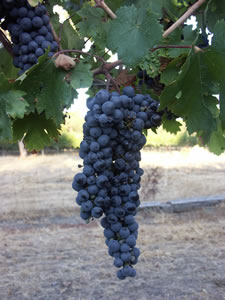 Lion Mill Vineyards - Tourism Noosa 3