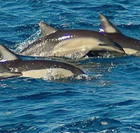 Dolphin Swim Australia - Tourism Noosa