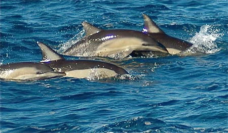 Dolphin Swim Australia - Tourism Noosa 0