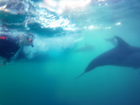 Dolphin Swim Australia - Tourism Noosa 2