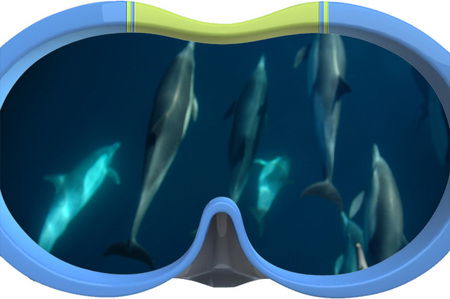 Dolphin Swim Australia - Tourism Noosa 3
