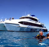 Silver Swift - Tourism Noosa