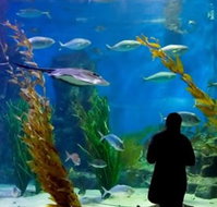 Melbourne Aquarium - Tourism Noosa