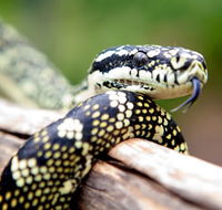 Reptile Encounters - Tourism Noosa