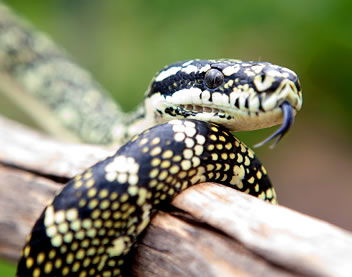 Reptile Encounters - Tourism Noosa 0