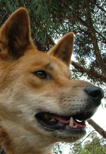 Armadale Reptile & Wildlife Centre - Tourism Noosa 5