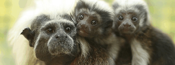 Alma Park Zoo - Tourism Noosa 3
