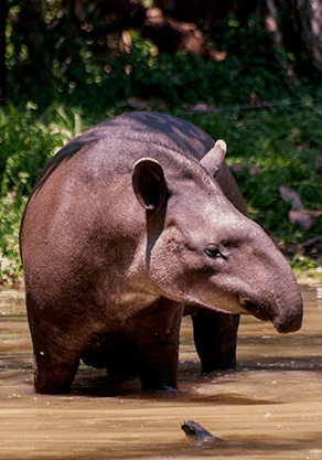 Alma Park Zoo - Tourism Noosa 4