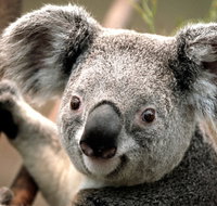 Potoroo Palace - Tourism Noosa