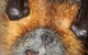 Potoroo Palace - thumb 2