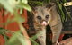 Potoroo Palace - thumb 3