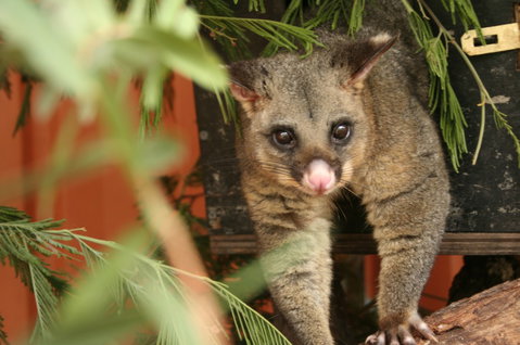 Potoroo Palace - Tourism Noosa 3