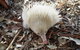 Potoroo Palace - thumb 4