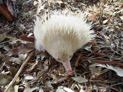 Potoroo Palace - Tourism Noosa 4